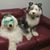 Valerie Sciuto Anania's profile image
