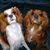 Pat Eckroth's profile image