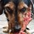 Dorus Fotohorse's profile image