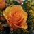 Blanca Denault's profile image