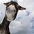 Trisha Camp Simonson's profile image