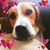 Rose Shea's profile image