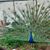 MaryAnn Bostron Lucero's profile image