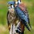 Jerry Hull's profile image