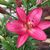 Rosemary Fierro's profile image