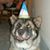 Dottie Whitaker's profile image