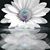 Cyndi Nungester's profile image