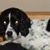 Abigail Rose's profile image