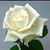 Mariella Benavides Garcia's profile image