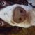 Jennifer Thompson Cornish's profile image
