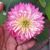 Lotus Garden's profile image