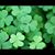 Sharon Louise Williams's profile image