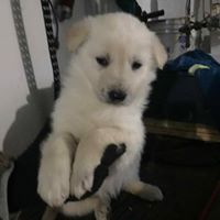 Lorraine Desmarais's profile image