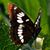 Mary A. Shelton's profile image