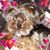 Lisa Mcnichol-Ortiz's profile image