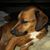 Ann Chybinski Fabiani's profile image