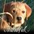 Mark Rossmeisl's profile image