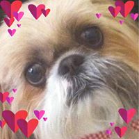 Jennifer Lowery Ringgold's profile image