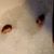 Karen Shamp's profile image