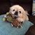 Tammy Delcampo's profile image
