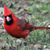 Mary Inmon Teglovic's profile image