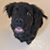 Lori McDorman Cronin's profile image