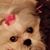 Allison Lensgraf Ogden's profile image