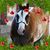 Kim Wibralski's profile image