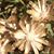 Leticia Ortega's profile image