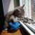 Christopher N Sorenson's profile image
