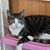 Doni DeVincent's profile image