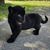 Frank Dawdy's profile image