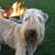 Phil Sinewe's profile image