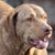Lisa Nelson's profile image