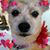 Donna Goldsmith's profile image