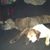 Ashlye Cotton Bobbitt's profile image