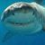 Joe Mcclusky's profile image
