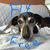 Debra L Robertson's profile image