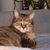 Debbie Delvaux's profile image