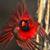 Karen Hardesty's profile image
