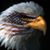 Chip Kohnle's profile image