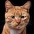 Elene Marina Ypsilantis's profile image