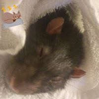 Heather Daniels's profile image