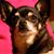 Isabel Crommelin's profile image