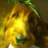 randy d.'s profile image