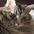 Karen Arney's profile image