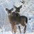 Christine E Shrom Webster's profile image