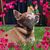 Ronda Chagnon's profile image