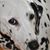 Caren Rock Harris's profile image