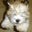 Gloria Lee's profile image